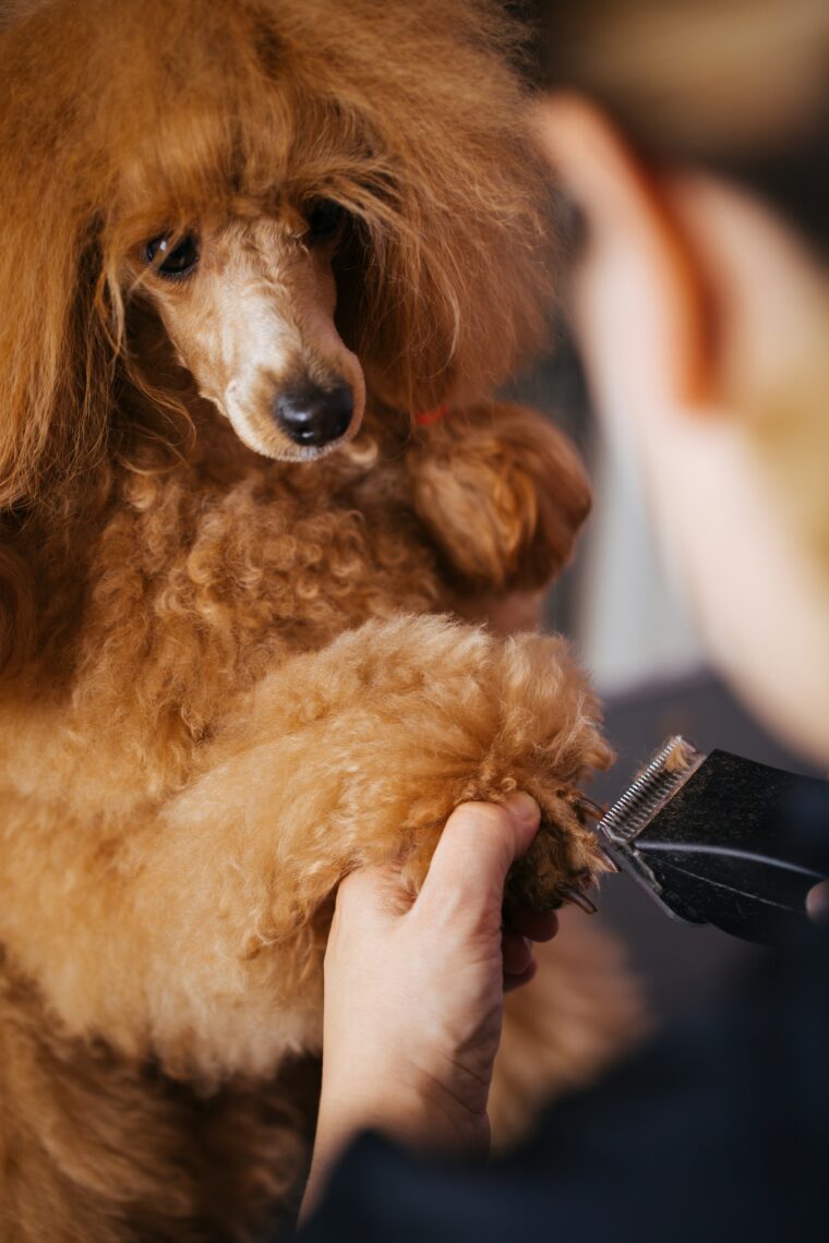 Pet groomers at work